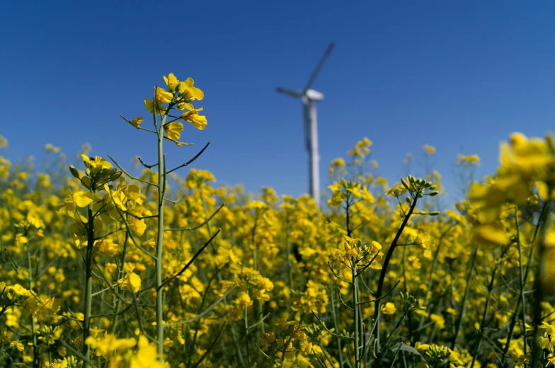 a field full of yellow flowers and a wind turbine