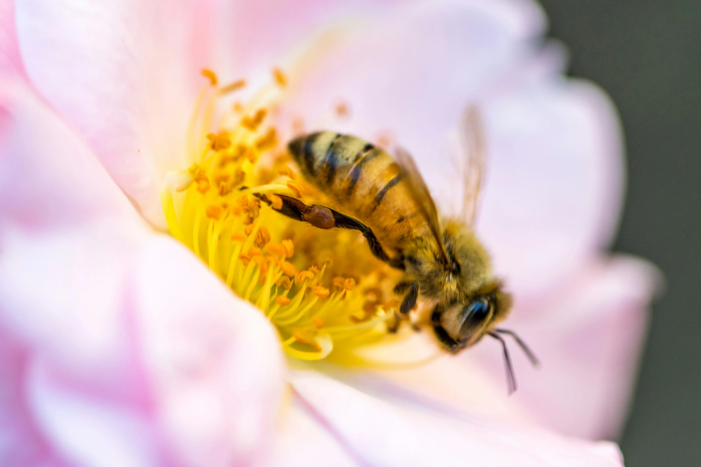 the bee is on the yellow and white flower