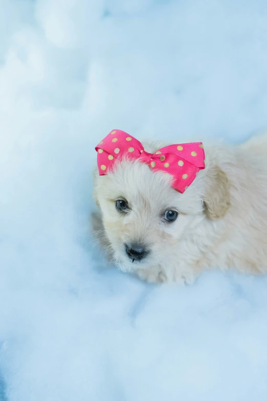 a white dog with a pink bow on her head