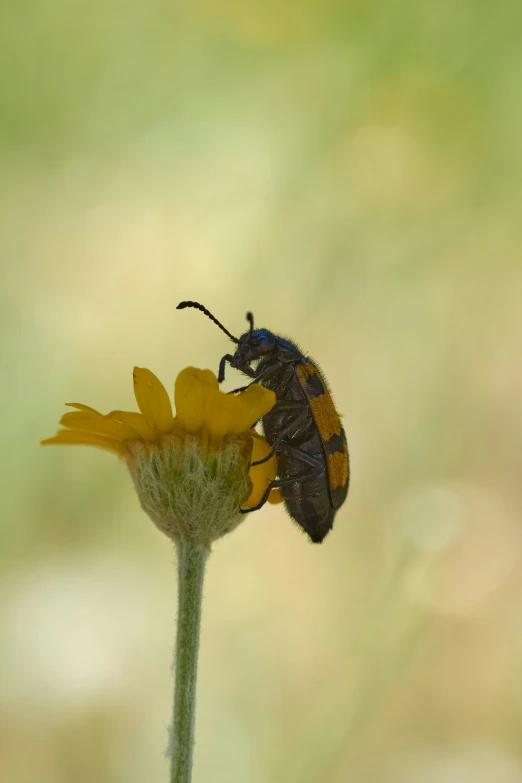 a black and orange insect sitting on a flower