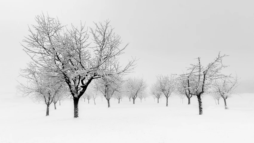 the snow covered field has trees with no leaves