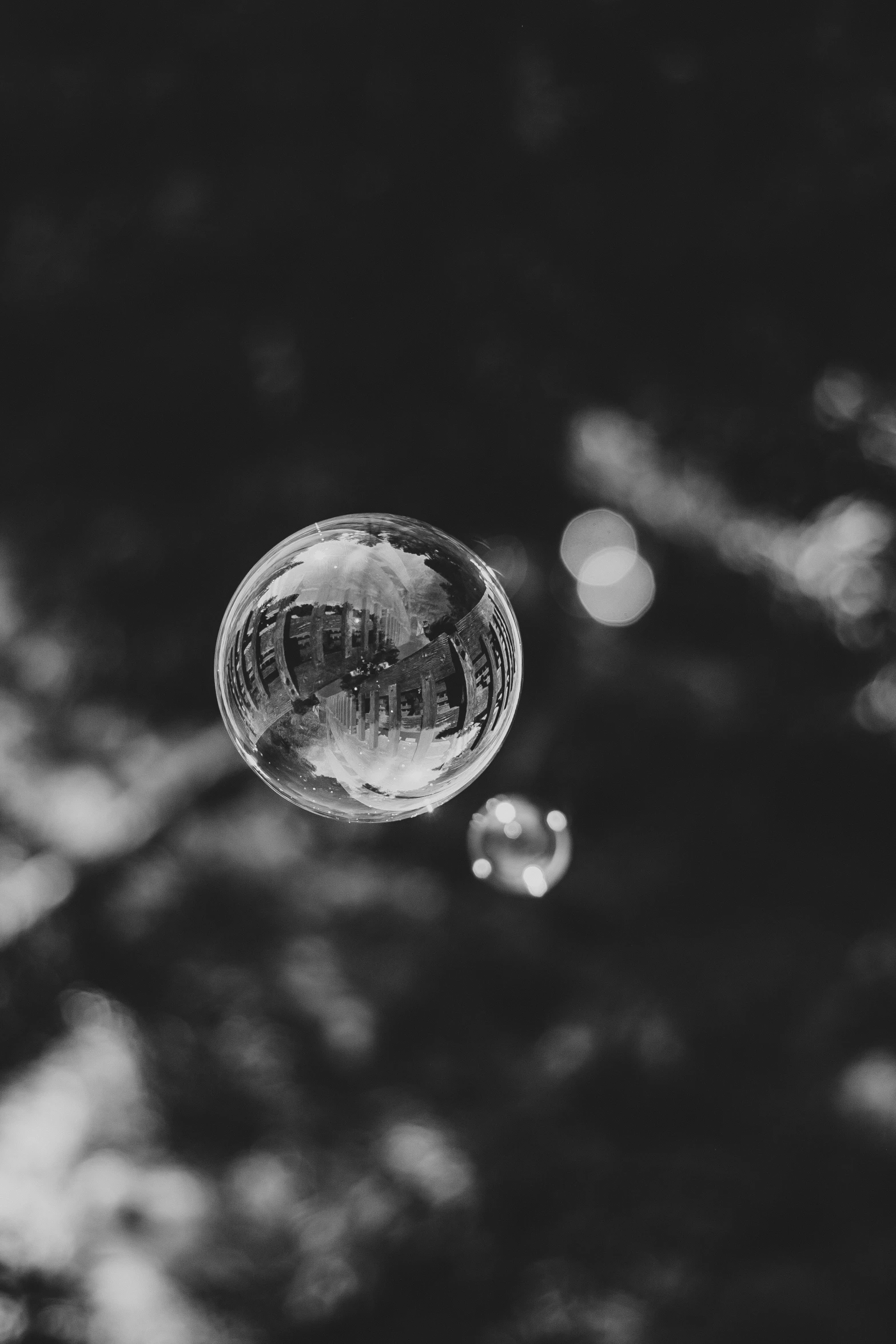 close up po of a bubble hanging from a tree