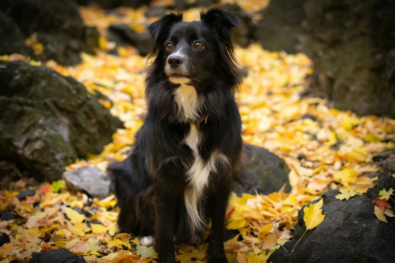 a dog that is sitting on leaves looking up