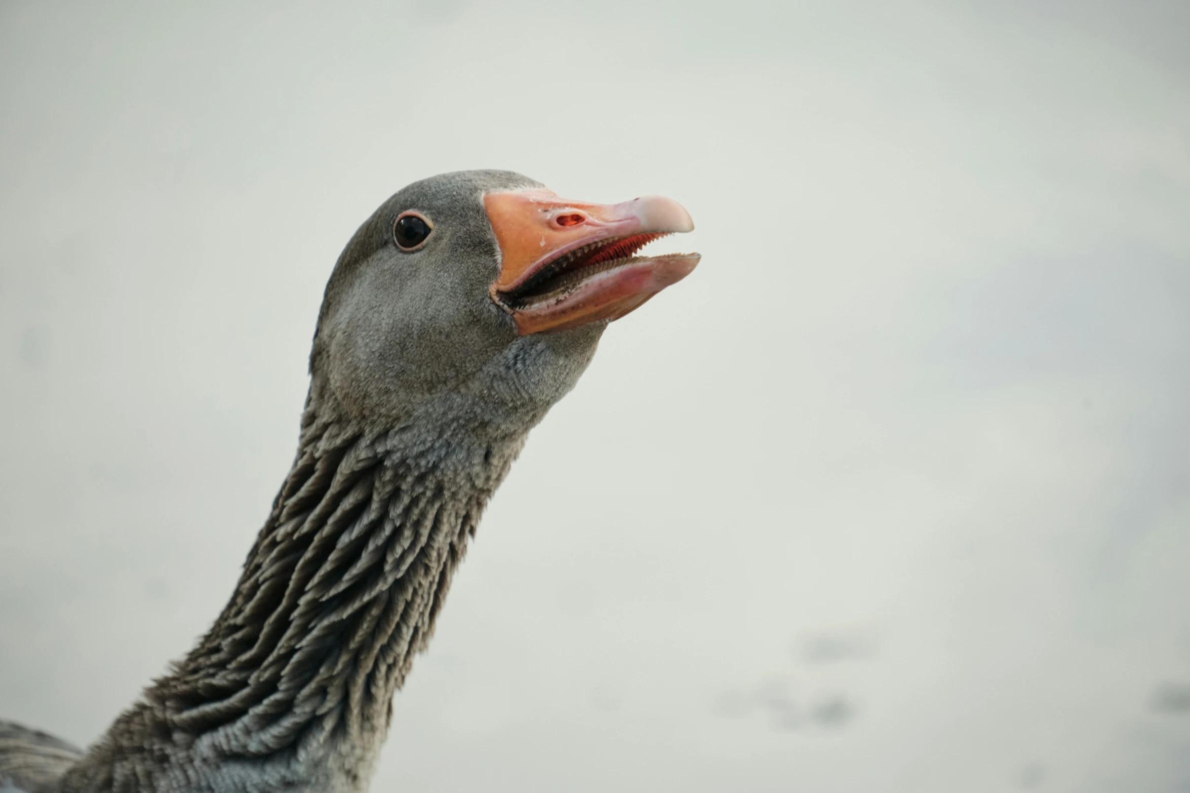 a goose is looking up with its beak open
