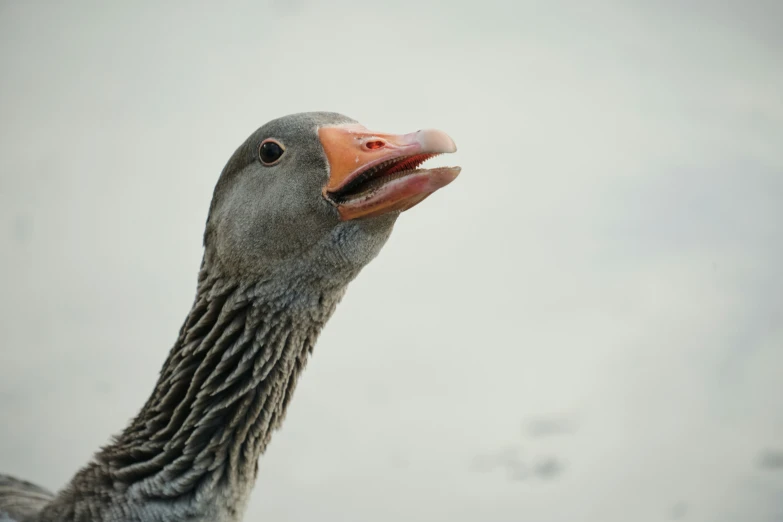 a goose is looking up with its beak open