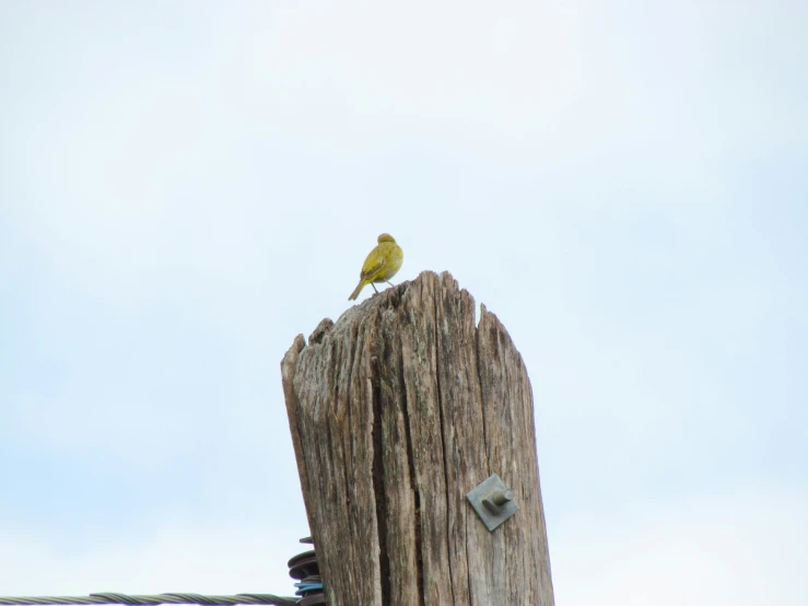 there is a bird on the top of a power pole