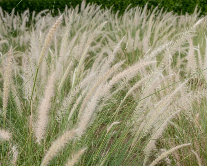 a field filled with lots of tall grass