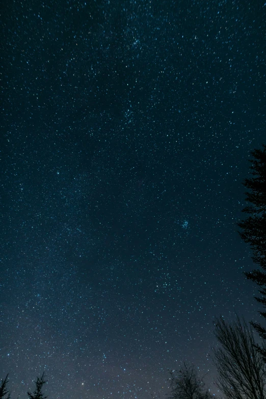 the night sky has stars and trees