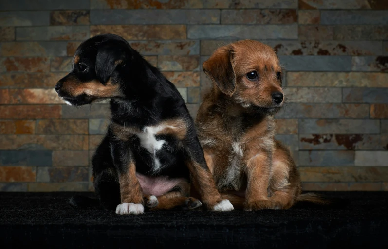 two dogs are looking to their left with brick wall in the background