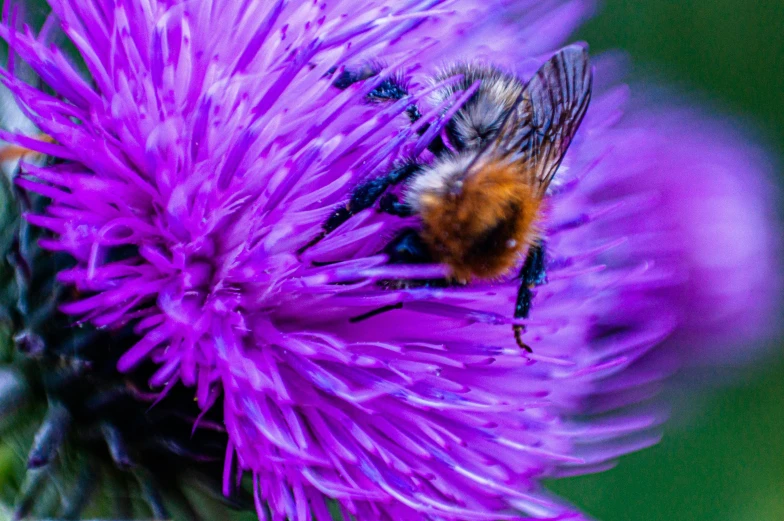 a bee with one eye on a purple thistle flower