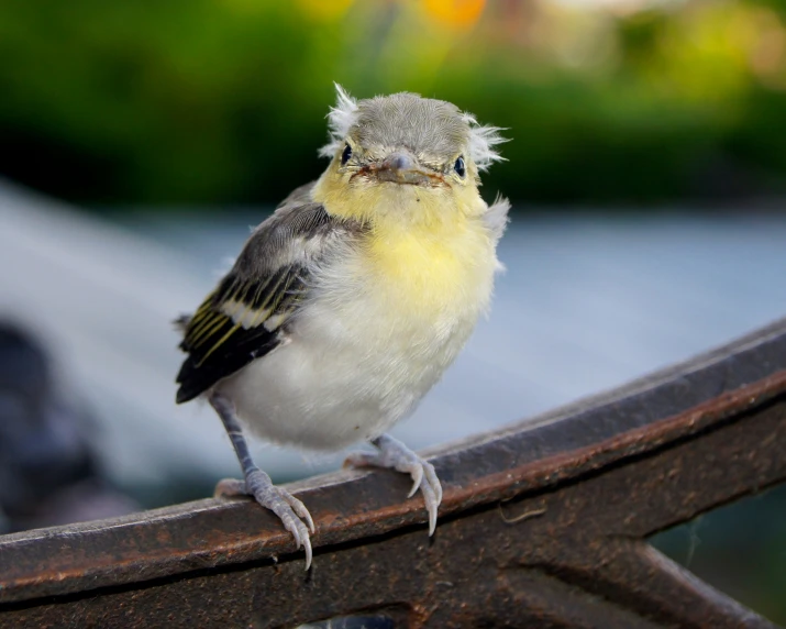 a little bird that is perched on a chair