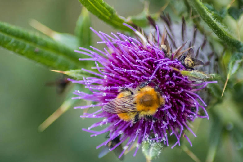 a couple of bees sit on a purple flower