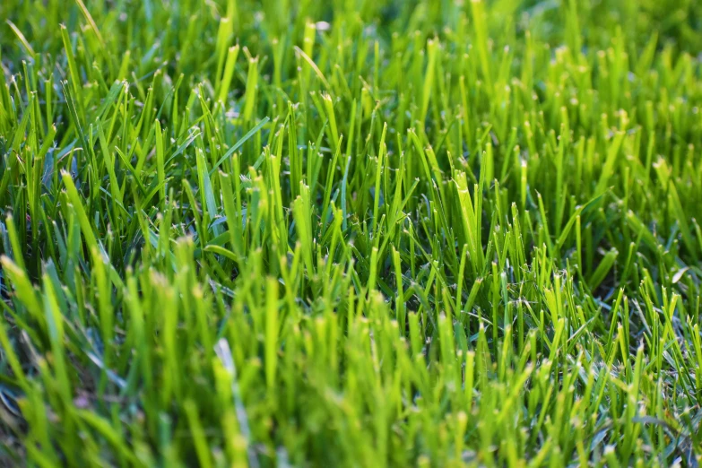 close up of a grass covered field with the sunlight reflecting off it