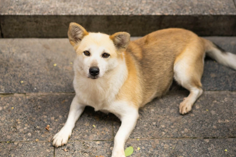 a dog that is sitting down on the ground