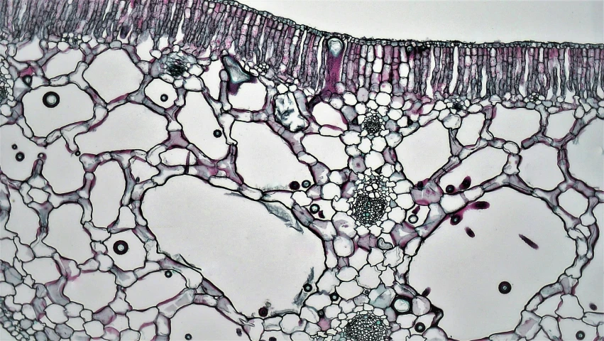 a close up of a human cell showing a plant cell