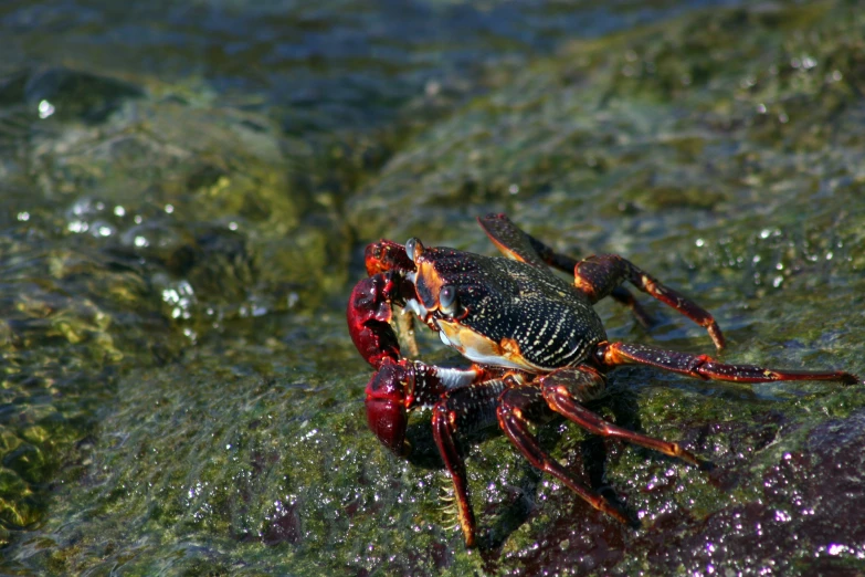 two crabs are on the rocky shore