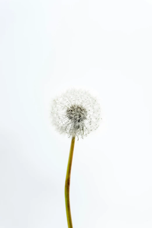 a dandelion that is growing on the ground in the snow