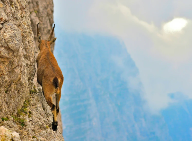 a mountain goat climbing up a rock wall