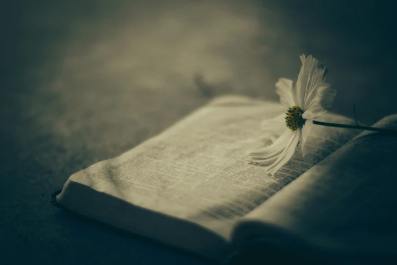 an open book with a flower in it