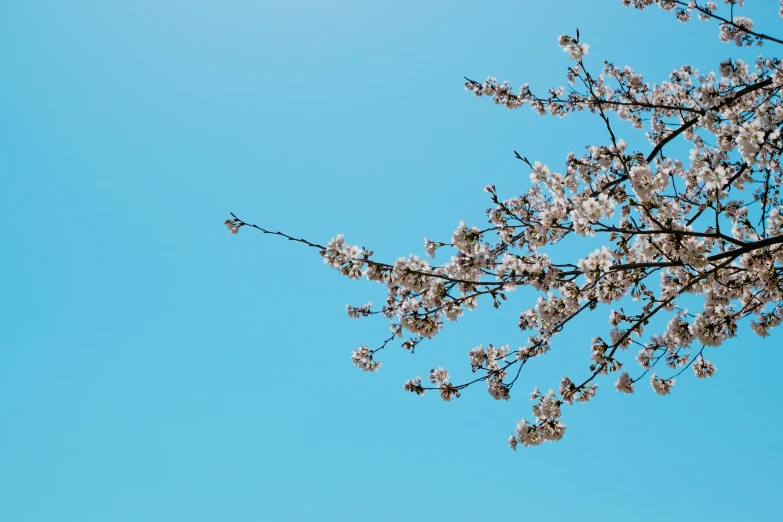 a large leafed tree in the middle of a blue sky