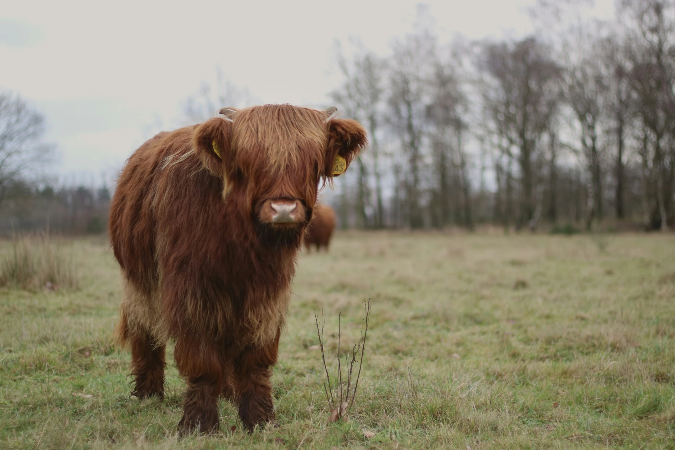 a brown bull with an orange horn standing in a field