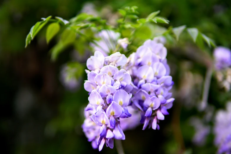 small flowers blooming on a bush in the rain