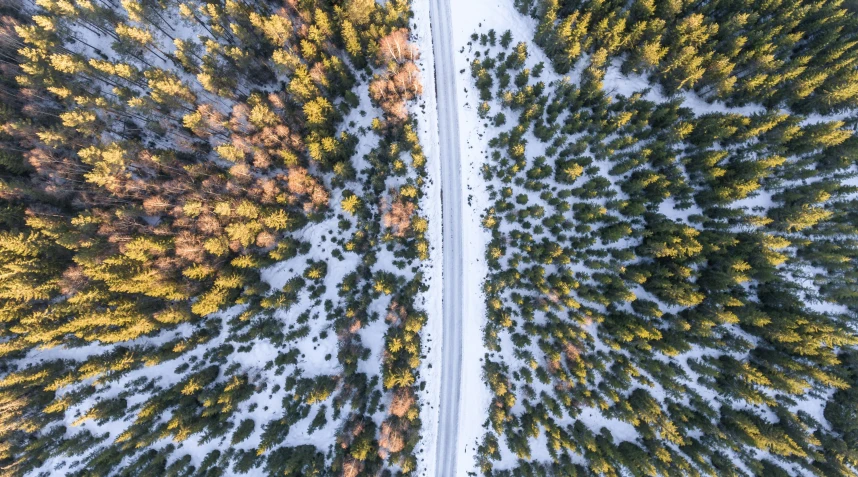 a road runs between two rows of trees in winter