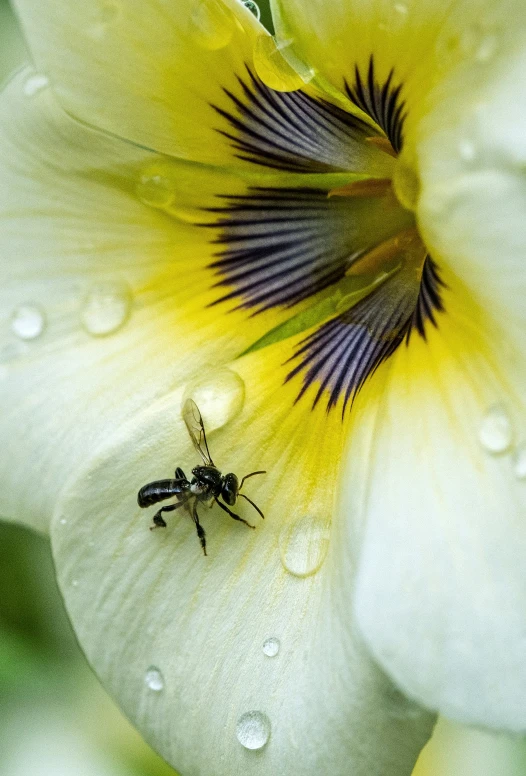 an insect that is sitting on the side of a flower