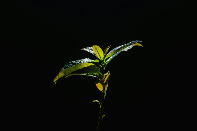 a green plant with lots of leaves in the dark