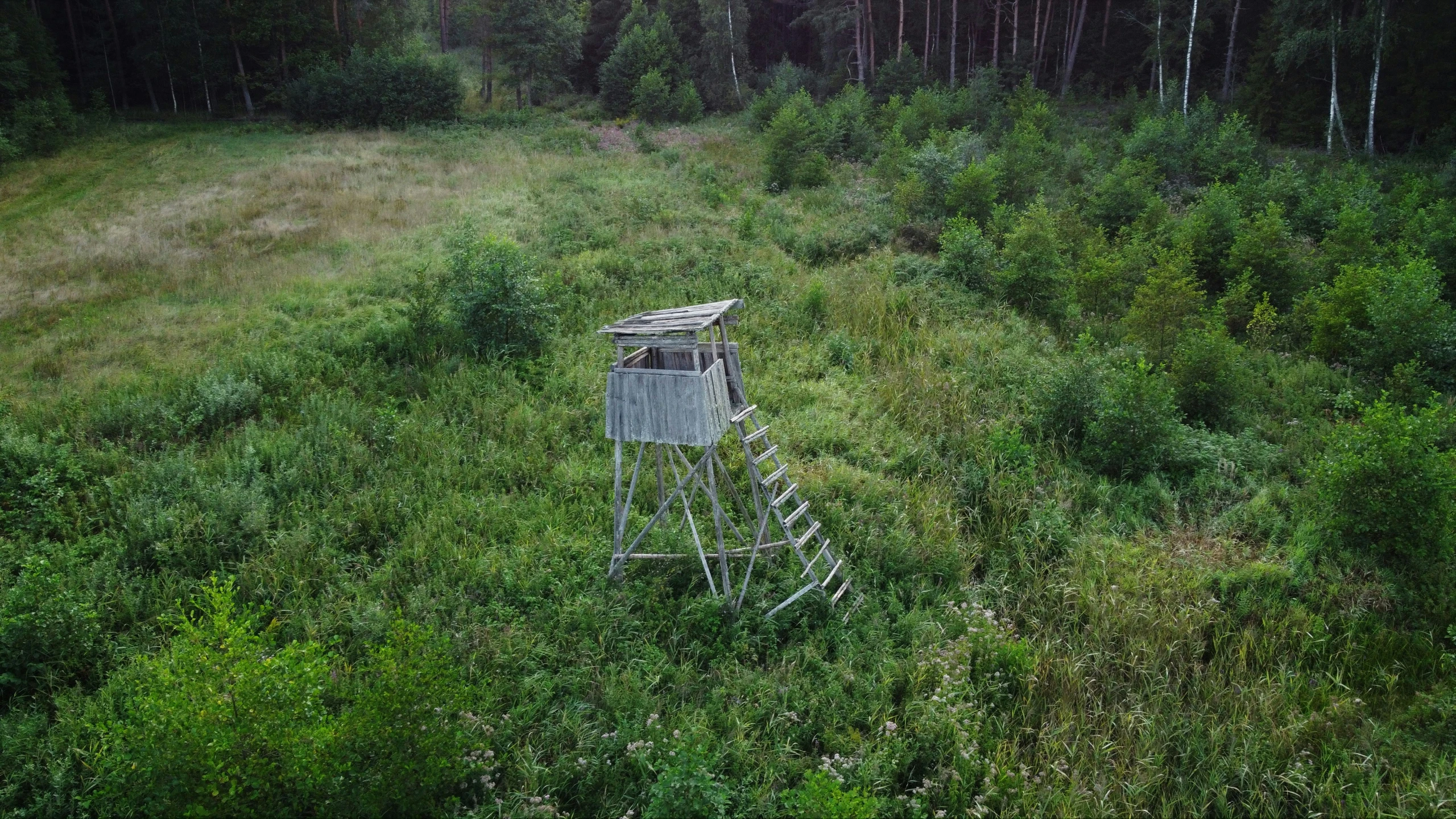 a wooded field with a fence, grass and trees