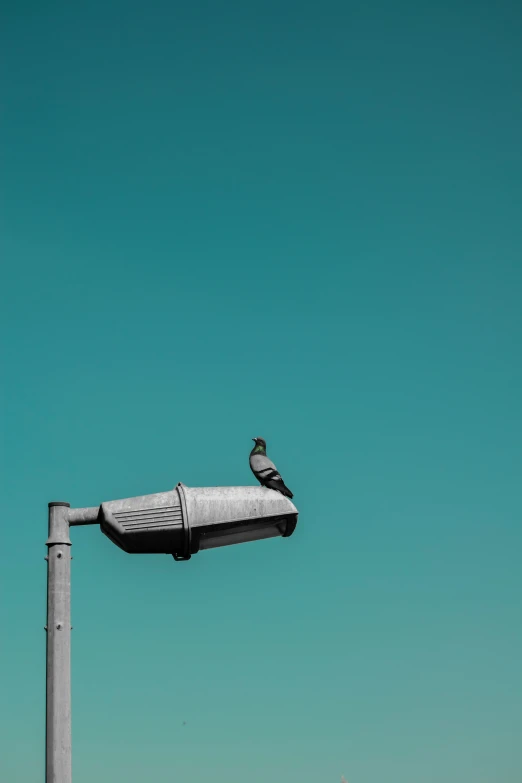 a bird is perched on a street light