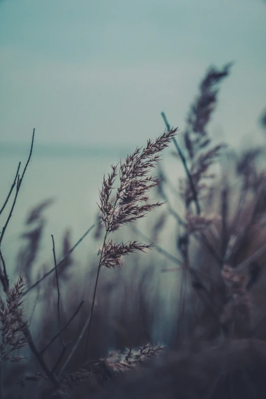 a blurry image of the back side of a plant