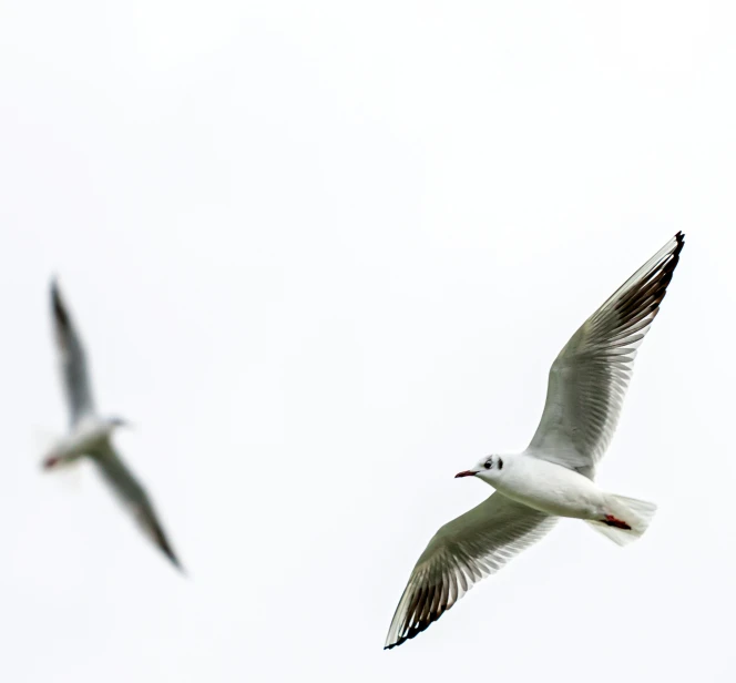 two seagulls flying in the sky together