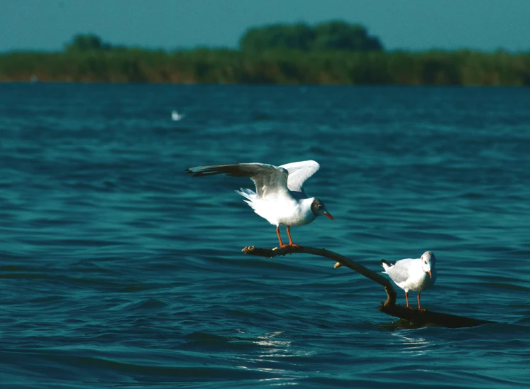two seagulls are standing on top of the water