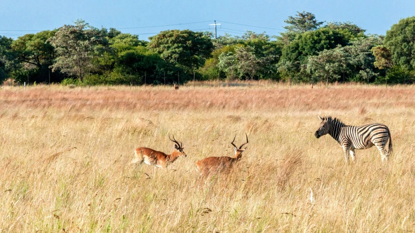 ze standing in grass next to another animal and trees