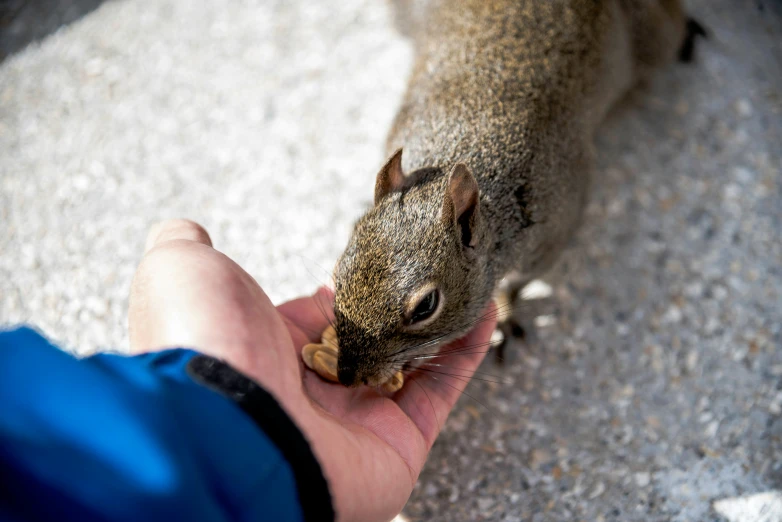 small squirrel in hand eating soing from its glove