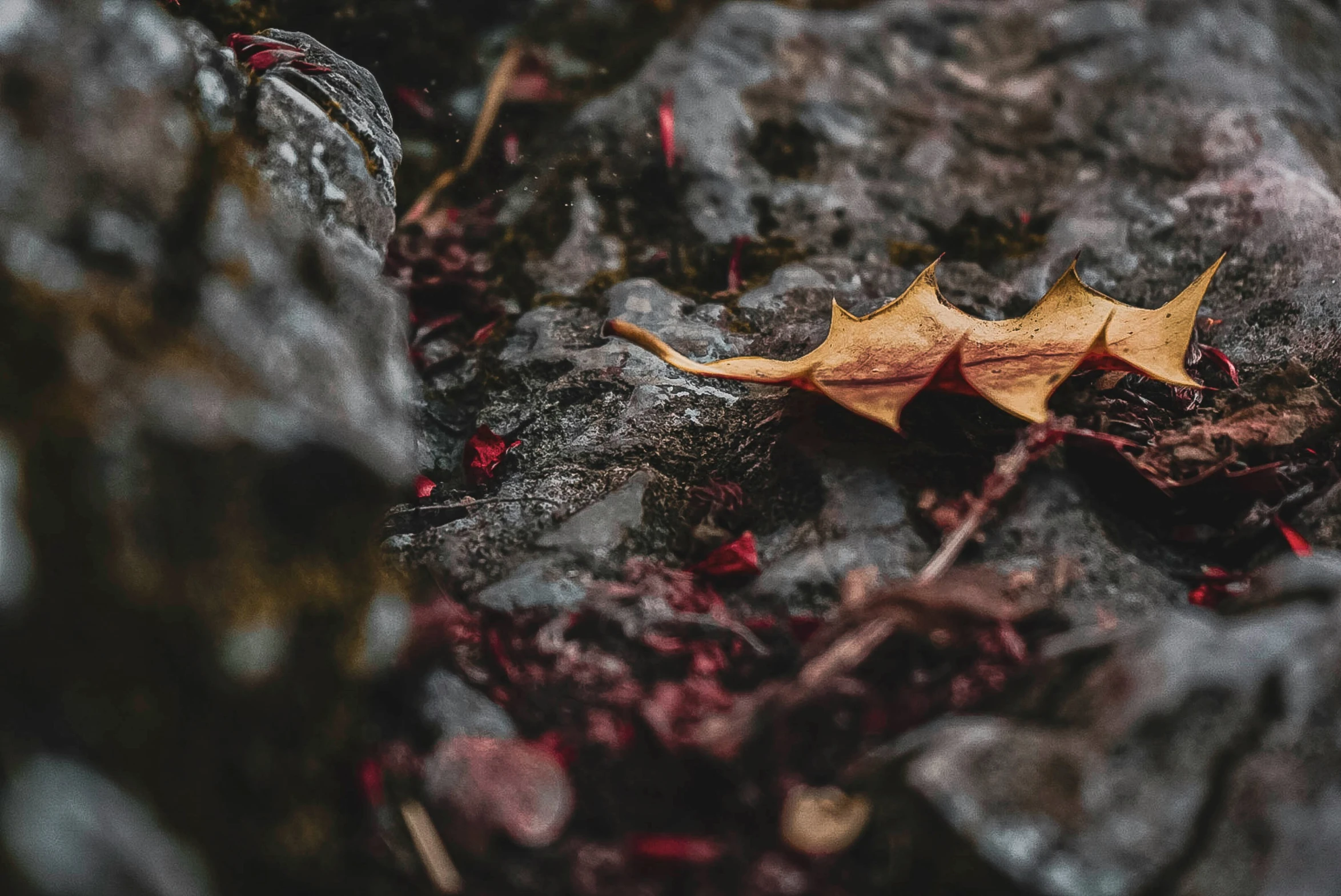 a dried leaf laying on a rock next to plants