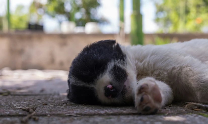 a white cat rolling on its back on a concrete floor