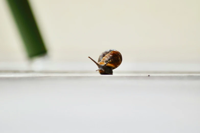 a snail with brown shell on its back and tail