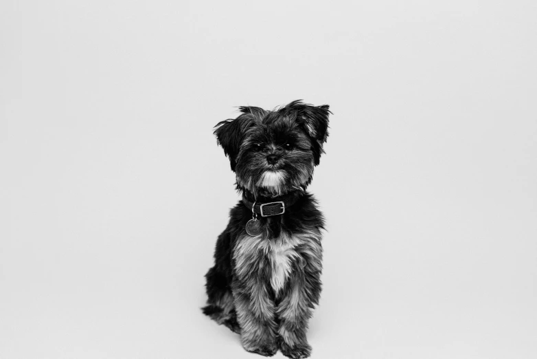 black and white dog sitting on the floor looking up