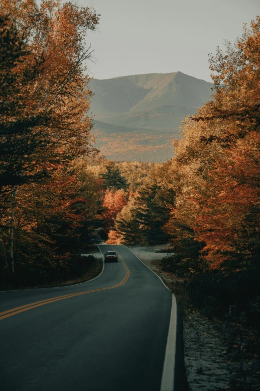 a road passing through a forest lined with trees