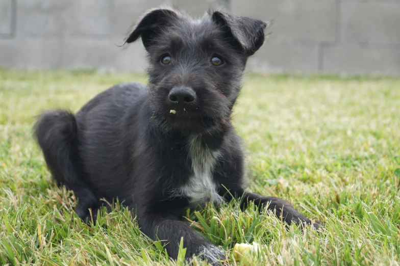 a small black dog laying in the grass