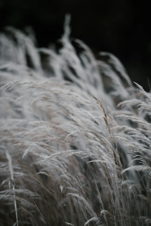 tall grass moving in the wind near the woods