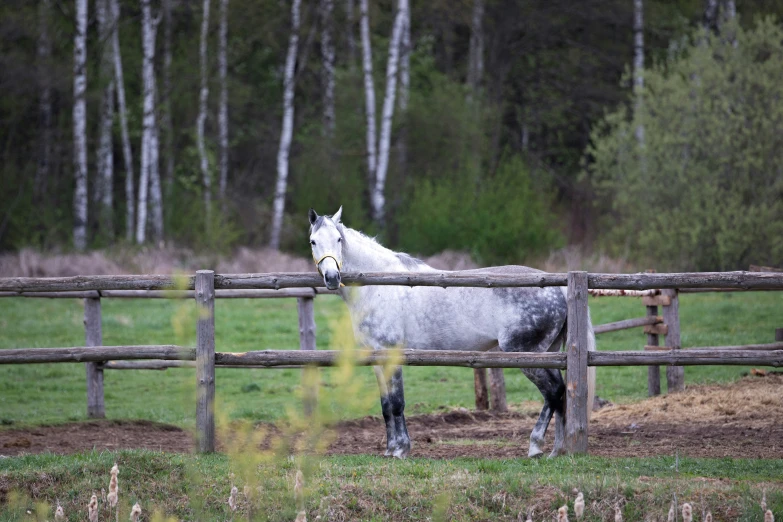 the horse is standing by a fence with tall trees in the background