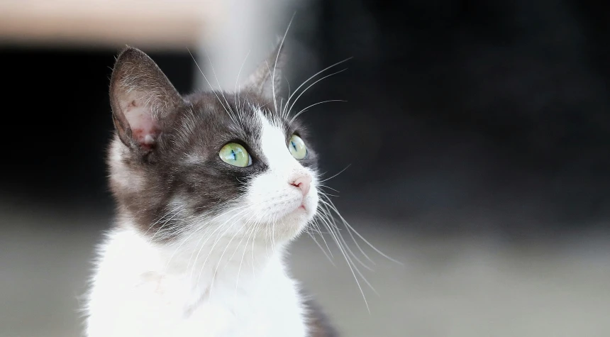 a gray and white cat looks into the distance