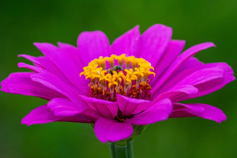 an extreme close up picture of a purple and yellow flower