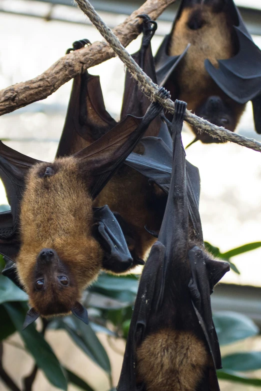 a couple of bats hanging from a nch