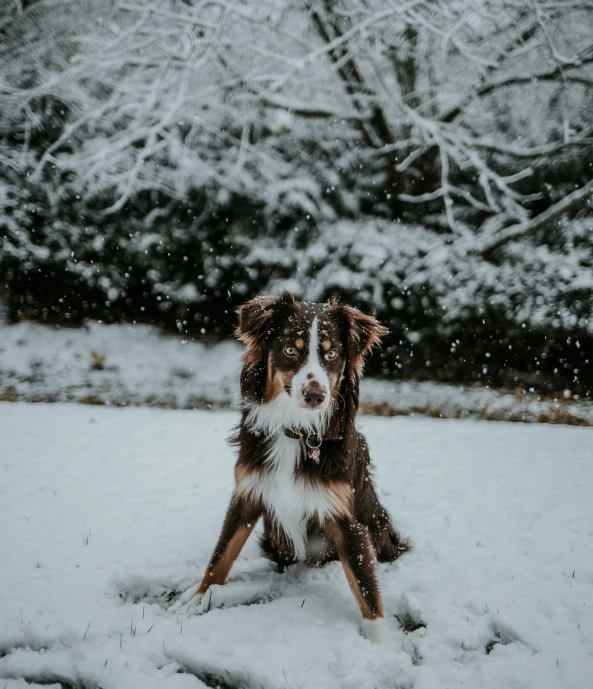 a dog sits in the snow and looks out over the tree