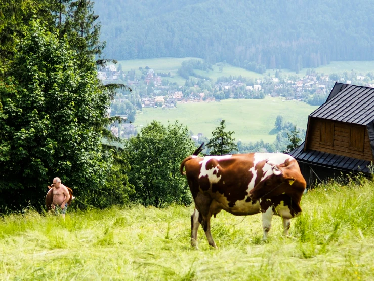 a cow is grazing in a pasture with another cows nearby