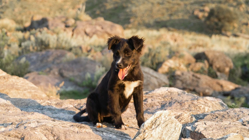 dog sitting on large rock looking into camera